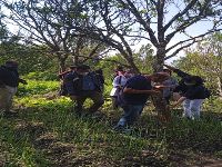 Intercropping close to the base of orange tree