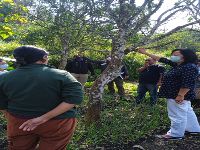 Lichens and mosses make the host plant unhealthy by extracting nutrients