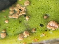 Citrus canker symptom