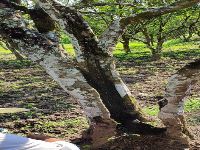Old cankered tree trunk