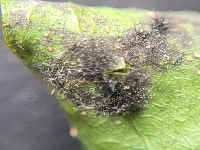 Sooty mold. 