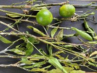 Felt disease on twigs and fruits