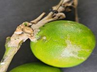 Felt disease on twigs and fruits