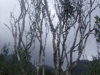 Loranthus, a parasitic plant growing on the citrus plant