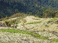 Paddy field in Sikkim 