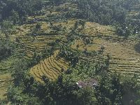 Paddy field in Sikkim 