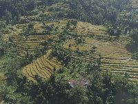 Paddy field in Sikkim 