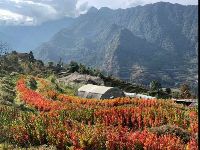 Paddy field in Sikkim 