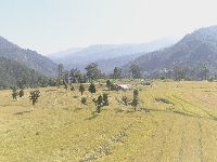 Paddy field in Sikkim 