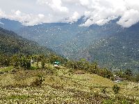 Paddy field in Sikkim 