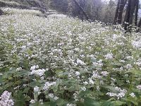 Paddy field in Sikkim 