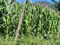 Maize field in Sikkim