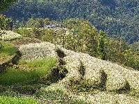 Paddy field in Sikkim 