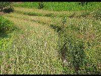 Paddy field in Sikkim 