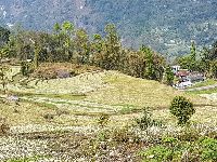 Paddy field in Sikkim 