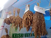 International Year of Millets Celebrations